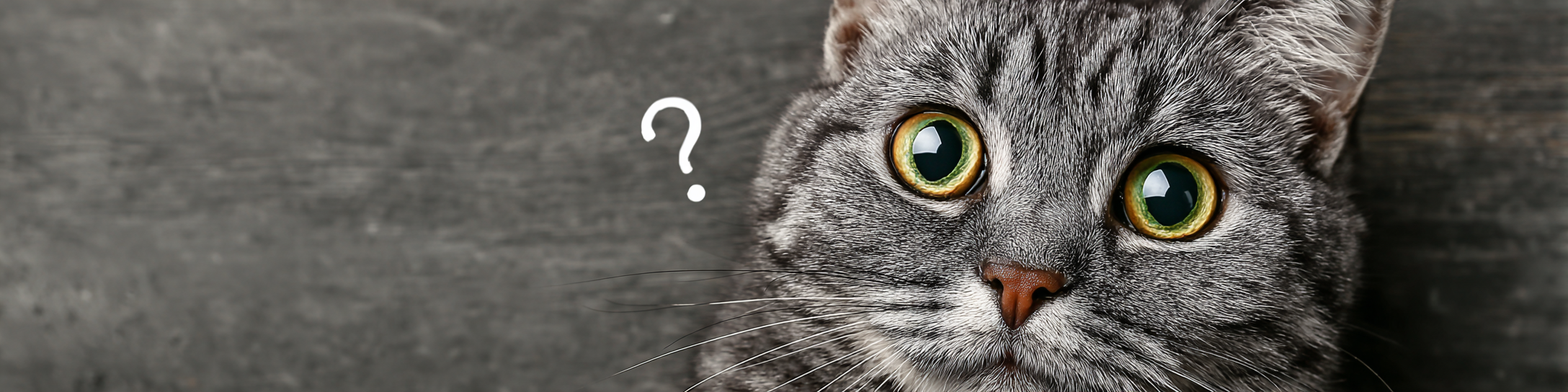 wspd._A_cat_with_a_questioning_expression_--ar_41_--v_7_2dcf2e95-b678-4fc4-b959-5aa327929a23_1.png
